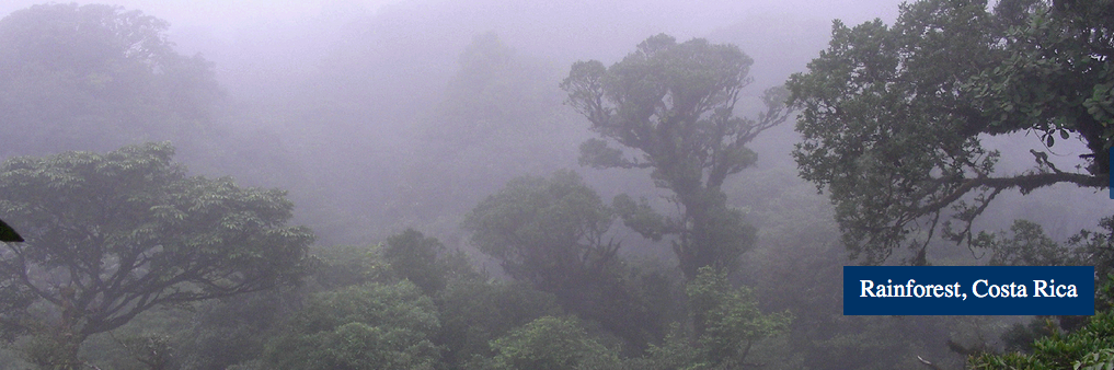 Costa Rican rain forest