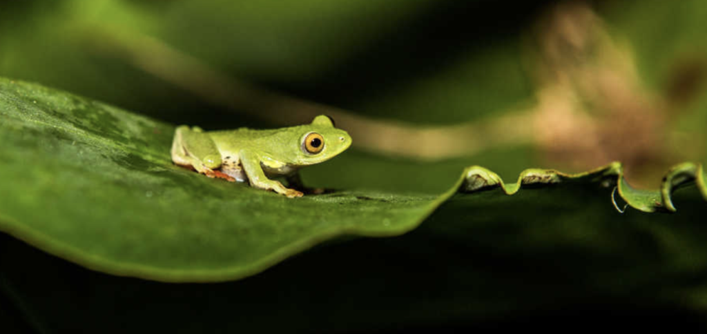 Green tree frog. Photo by Andrew Stanbridge