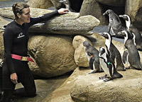 Pamela Schaller with penguins